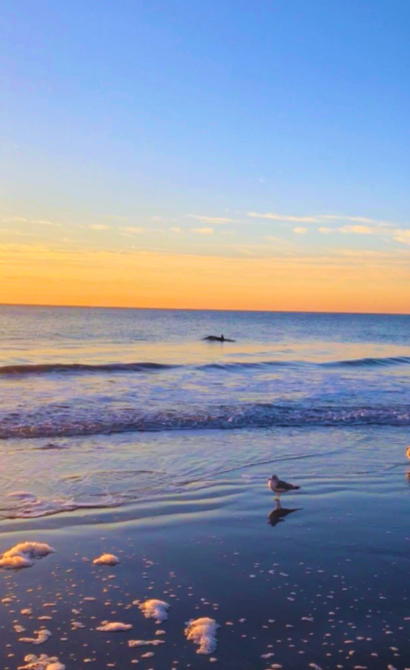 Dolphins off Myrtle Beach